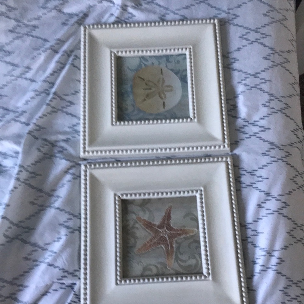 2 pictures- one starfish and silver dollar. Brand new